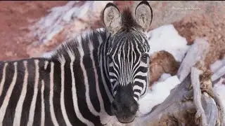 New zebra at Zoo Atlanta named Wembe