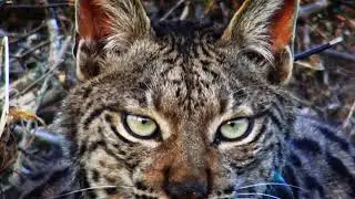 EP06 | PORTUGAL NATURAL | Lince-Ibérico