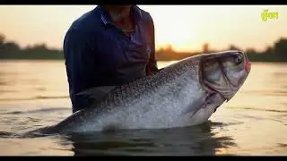 farmer find the fish so big #cambodia #fishing #big fish #farming