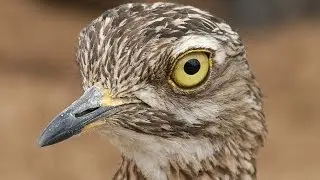 Spotted Thick knee - Sony DEV5 - Filmed by Greg Morgan