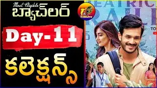 Most Eligible Bachelor 11th Day Collections | Most Eligible Bachelor Day 11 Box Office Collection