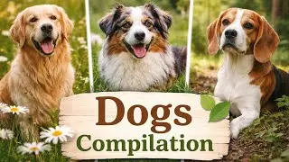 Cute Dogs for Stress Relief 🐶 | Relaxing Dog Compilation | Part 2 