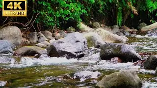 Tropical Stream Sound Bath in 4K &ndash; Relax, Study, and Meditate