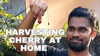 Harvesting Cherry at home | Sweet Cherry harvest | Grow Cherries | Complete Growing Cherries 🍒