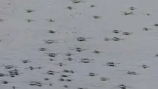 Water striders