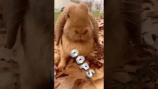 Rabbit&rsquo;s Bunny's Fall #bunny  #rabbit #cute #bunnylife #pets #bunnys #funny #cutiebunny #cutebunny