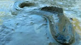 Wow a lot of snake head fish in mud ,so very big