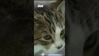 Bird flu outbreaks prompt warning to Seattle pet owners