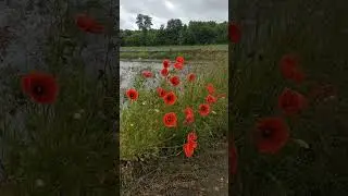 прекрасные маки #villagelife#полевыецветы#алыемаки#poppies#Mohnblumen#көкнәр#брамс#венгерскийтанец5