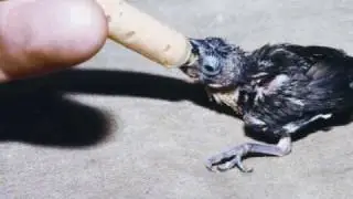 Encyclopedia of Aviculture