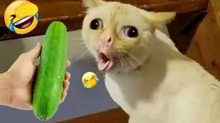 Haliarious Dogs and Cats Videos 2025😼🐶||Try Not To Laugh😜