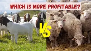 Goat Farming vs. Sheep Farming: Which is More Profitable?