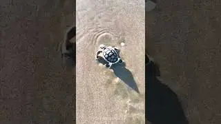 Small to Strong: Animal Edition!