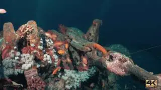 Crazy Divers International