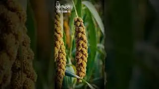 Ragi Ki Kheti | रागी की खेती | बाजरा | मिलेट | रागी की खेती में फायदा ही फायदा  #agriculture