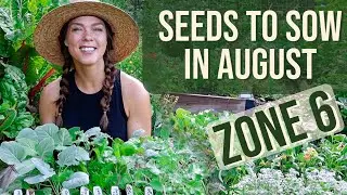 Vegetable Seeds to Plant in August: Zone 6