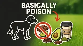 🚫🐶 9 Human Foods That Can Seriously Harm Your Dog