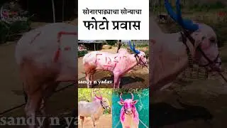 #sonarpadachasonya5050 #bailgadasharyat #mathur #baksar #reels