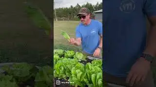 When Is the Best Time to Harvest Lettuce? 🥬