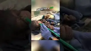 Chimp Mom&rsquo;s Emotional Reunion with Her Baby Who Survived Birth #shorts