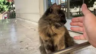 Street Cats - Maxi and Warlock say, 
