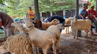 DOMBA DI PASAR HEWAN KRANGGAN TEMANGGUNG