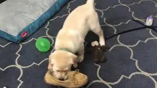 My 8 week old yellow lab puppy chewed my new slippers!