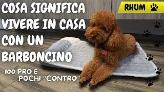 Vi presento il nostro barboncino 🐩 | Un compagno di avventure