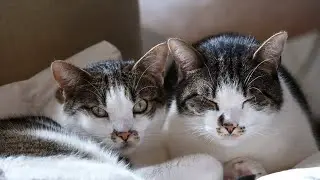 Relax music - relaxing music for pets is also good for meditation and relaxation