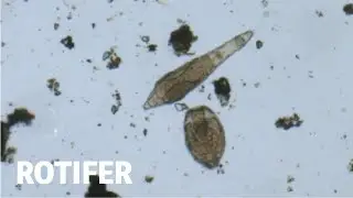 Rotifer moving by inchworming