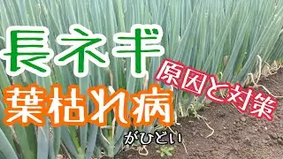 【大ピンチ】長ネギの葉枯病が侵攻中。