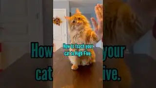 How to teach your cat the High-Five.