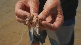 Catching the best bait to use for Whiting!