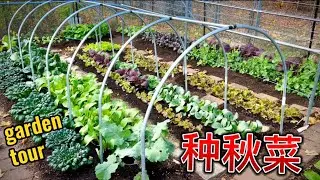 11月种什么？November garden tour 11/3/2024