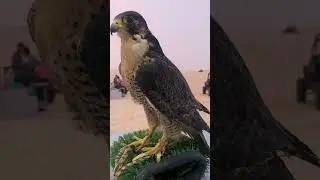 Evening Desert Safari National Bird Of UAE Picture With Falcon Opportunity #abudhabidesertsafari