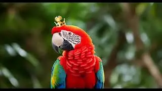 AI adds a crown to the parrot. &ndash; Google Colab &ndash; Deforum Stable Diffusion #animation #aianimation #ai