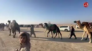 مهرجان الظفره اليوم الثالث عشر دخول انتاج العزبه