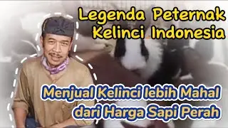 Jual Kelinci lebih Mahal dari Harga Sapi Perah l Legenda Peternak Kelinci Indonesia