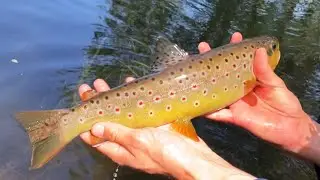 Upėtakių žvejyba 2023: pirmieji Jono upėtakiai / Trout fishing in Lithuania: father and son