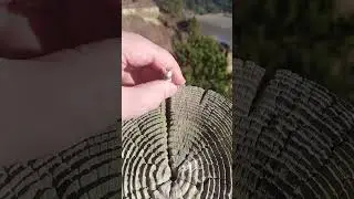 Прячутся бесплатные деньги. Побережье Орегона. #шорты