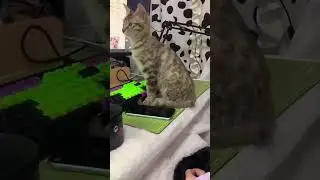 #Funny Animals Video #cuteanimals #pet #dogs #funnydogs #puppy #doglover #pets