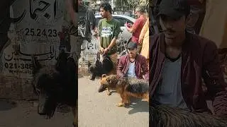 How Aggressive German Shepherd Dogs #shorts #viral #support #subscribe #2024 #germandogs