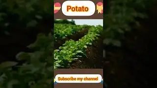 ✅Agriculture Technology Potatoes | Cultivativate Potatoes | Amazing Potatoes Field | Potatoes