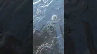 Fossil hunt fast fowarded! #shorts #fossilhunting #fossils #ammonite #fossilcollecting