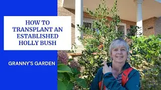 HOW TO TRANSPLANT AN ESTABLISHED HOLLY BUSH