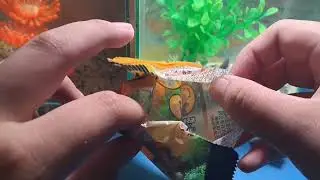 T&uacute;i m&ugrave; khủng long