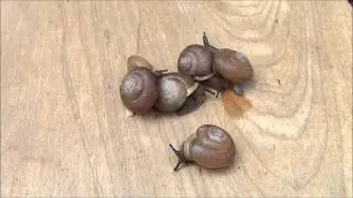 Mesodon thyroidus (Say, 1817) White-lip Globe Snails