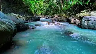 Natural Forest River Flow Sounds, Mountain Stream, Sleep