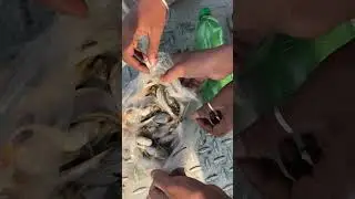 Small pangus fish caught with hook from the Padma River 🌊