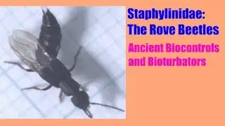 Staphylinidae: Стафилиниды